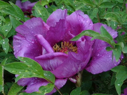 Nature, sun, birds and flowers