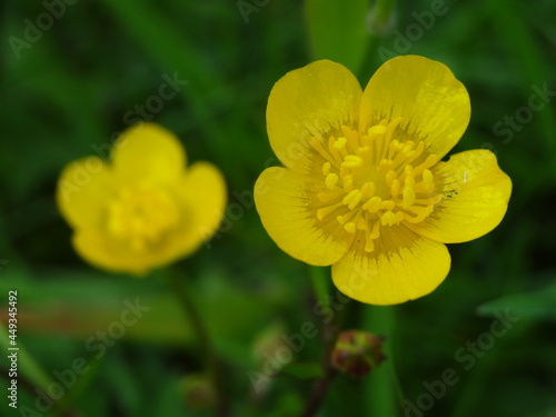 Nature, sun, birds and flowers