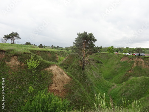 Nature, sun, birds and flowers