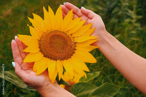 The girl touches her hands to a sunflower flower on a green field. Sunflower blooming field.