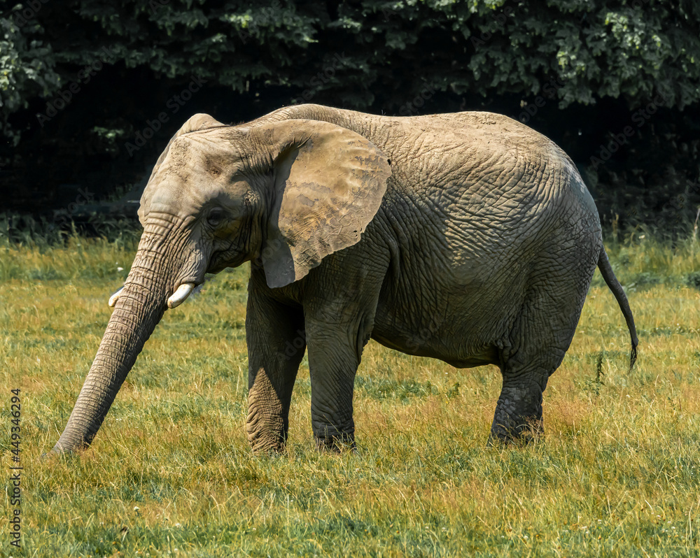 Obraz premium Large African Elephant grazing on a lush green savanna.