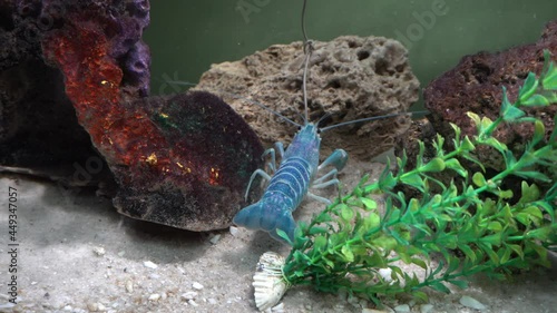 a blue shrimp between rocks in the aquarium of the Huachipa zoo in the daytime in 4K photo