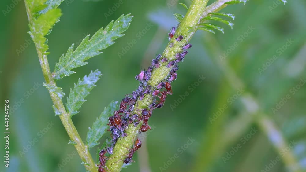 Red ants guard the aphids after rain Red ants guard the aphids after rain