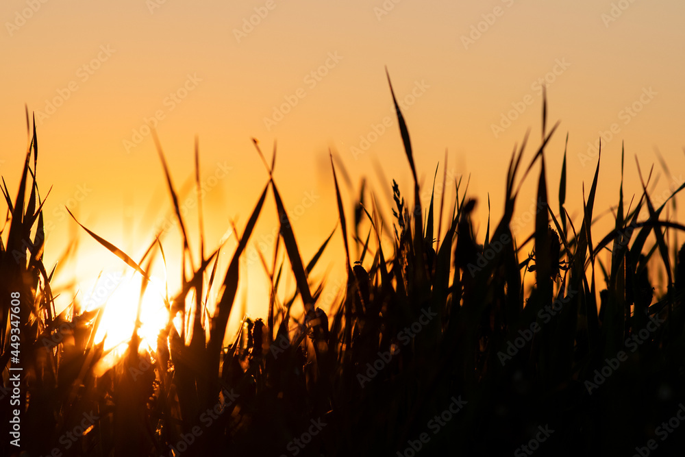 Out of focus close up horizontal photo of grass silhouette during sunset. 