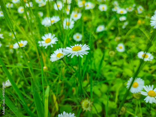 Garden daisies on a natural background.Flowering of daisies. Oxeye daisy, Leucanthemum vulgare, Dox-eye, Common daisy, Dog daisy. Spring daisy in the me