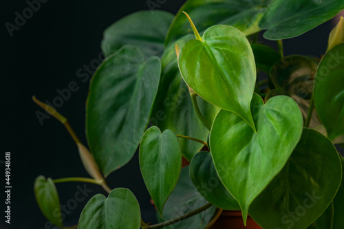 Green leaves of a houseplant close-up. Houseplant philodendron on black background. Decorative indoor flower photo
