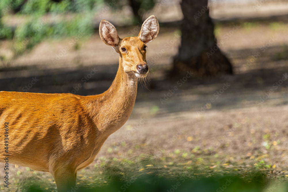 A Deer in the field