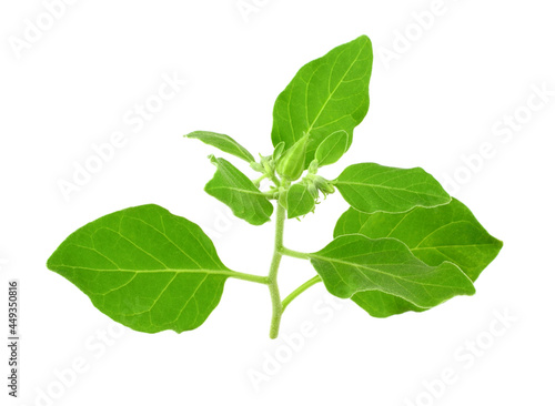 Ashwagandha Fresh Plant with Leaves (Withania Somnifera). Also known as Indian Ginseng, Poison Gooseberry, or Winter Cherry. Isolated on White Background.