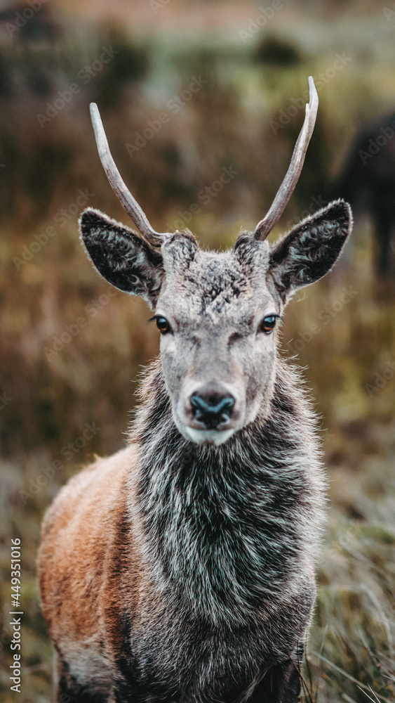 Obraz premium Young male deer walking free through Scottish mountains called Highlands. Close-up looking at camera. Animals in freedom. Glencoe at winter