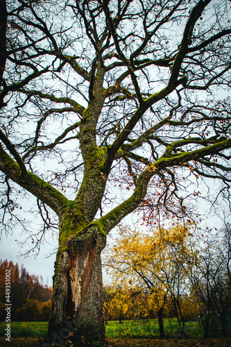 old tree with moss in autumn
