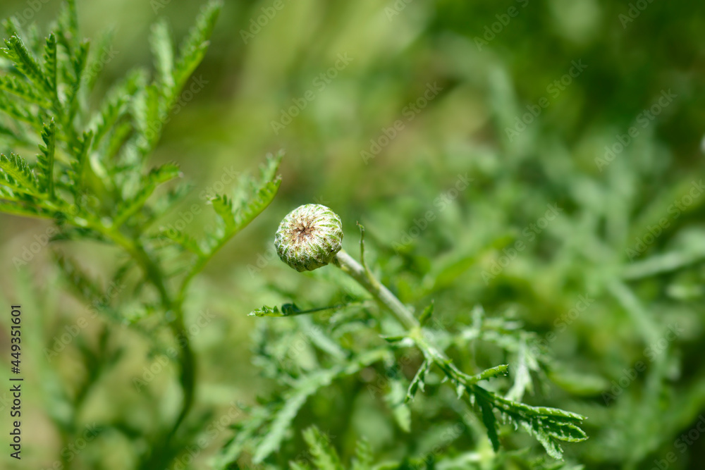 Yellow chamomile Yellow chamomile