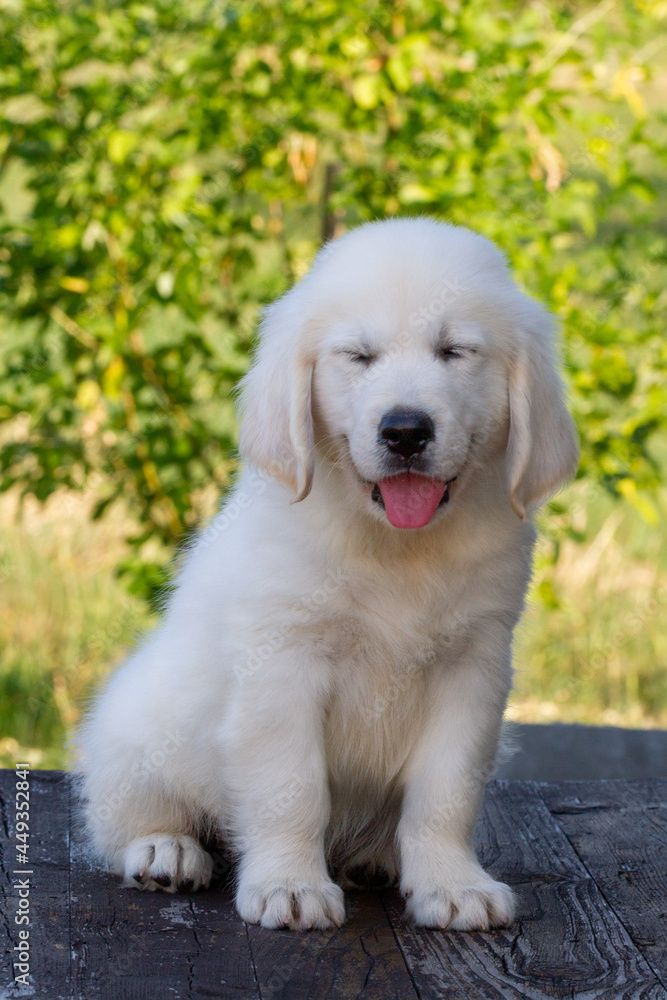 Golden Retriver Puppy (8 weeks) sitting on a table in the nature Golden Retriver Puppy (8 weeks) sitting on a table in the nature