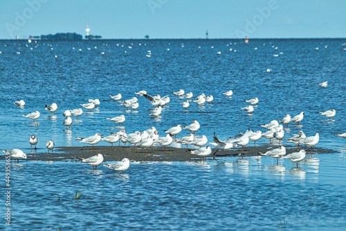 seagulls on the sea 