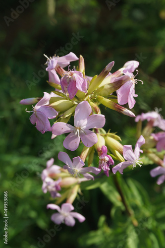 Common Soapwort latin name Saponaria officinalis blooming in the summer