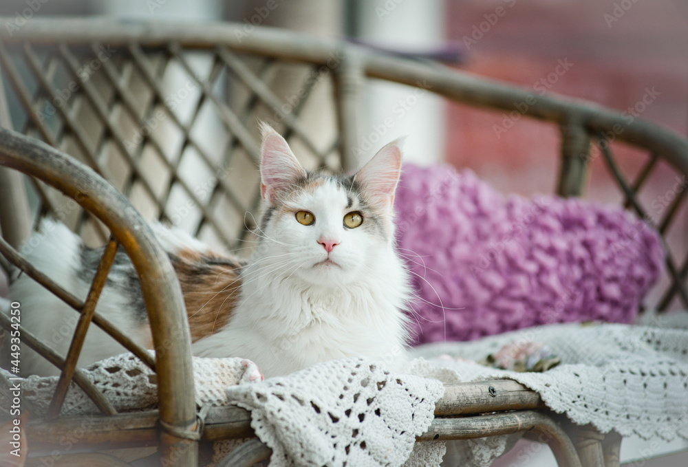 Cute maine coon cat laying in a cozy chair