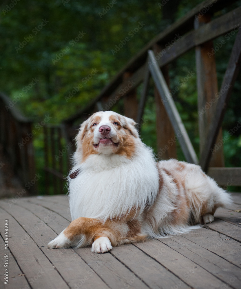 Cute australian shepherd dog showing tricks