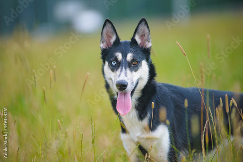 Obraz na płótnie Cute young husky dog with different coloured eyes w salonie