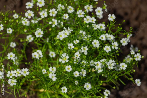 Beautiful Gypsophila flower  babysbreath gypsophila blooming in the garden