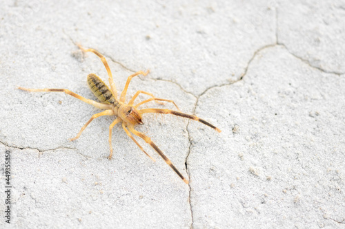 Orb Weaver Spider  huge insect. duna dweller. Arthropod inhabitant of desert. Copy space.