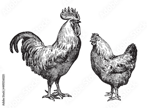 Chicken rooster and hen - vintage engraved vector illustration from Larousse du xxe siècle