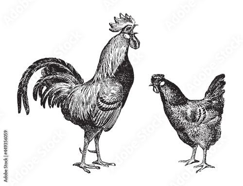 Chicken rooster and hen - vintage engraved vector illustration from Larousse du xxe siècle