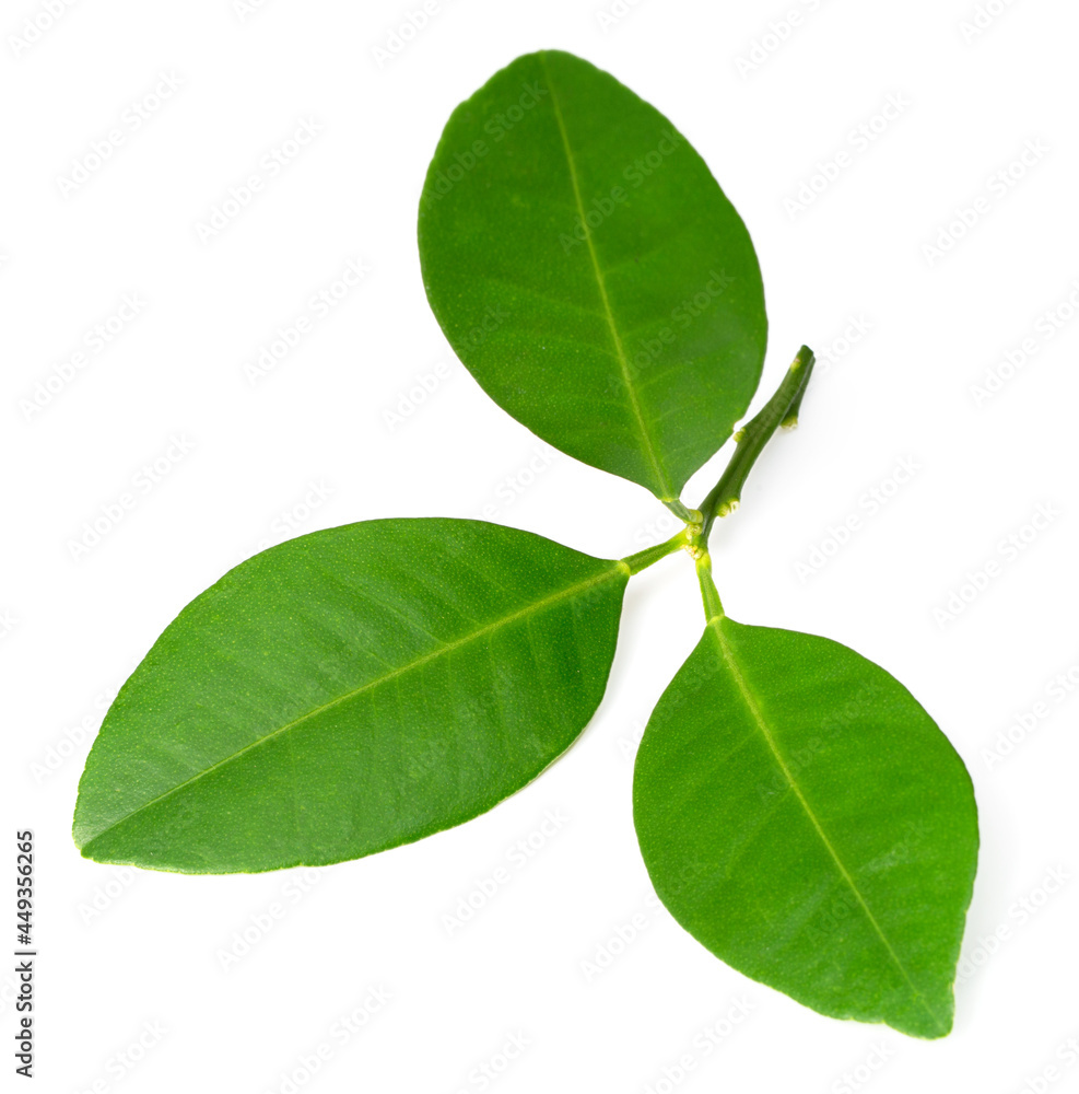 Naklejka premium Fresh Petitgrain leaves isolated on white background