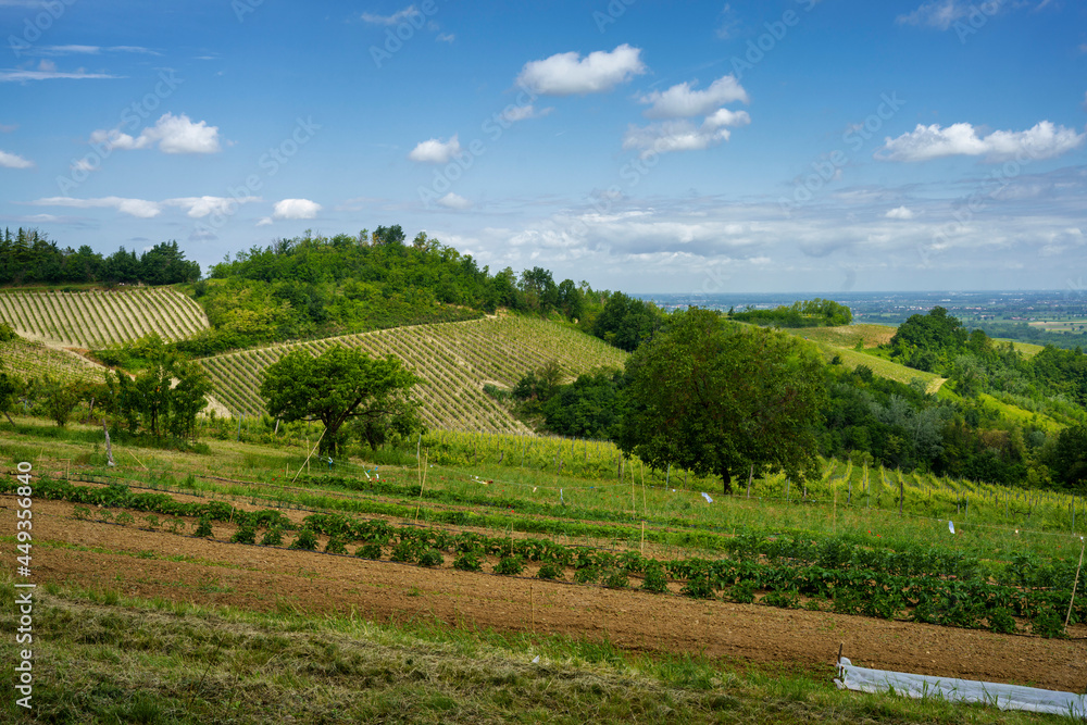 Vineyards on the Tortona hills at springtime Vineyards on the Tortona hills at springtime