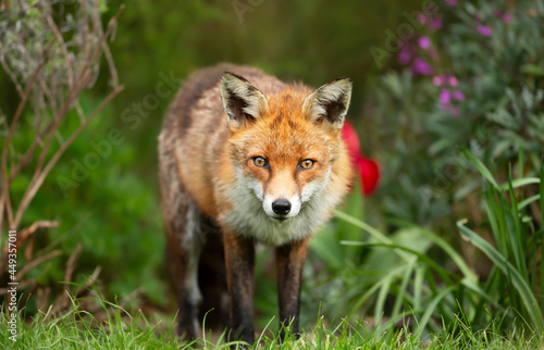 Close up of a red fox standing in a garden in spring