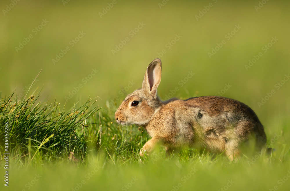 Fototapeta premium Close up of a cute little rabbit in green grass