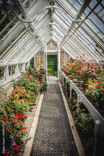 An old fashioned greenhouse filled with geranium flowers in pots leading to an open door with an old fashioned feel