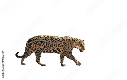 Jaguar walking on a white background