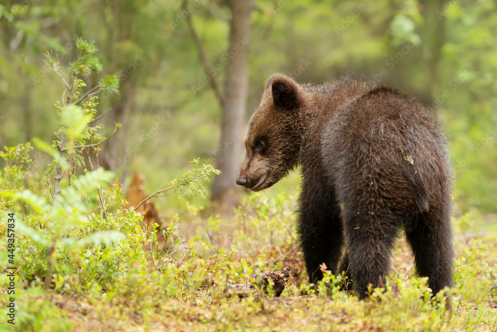 Close up of a cute small Eurasian Brown bear in a forest