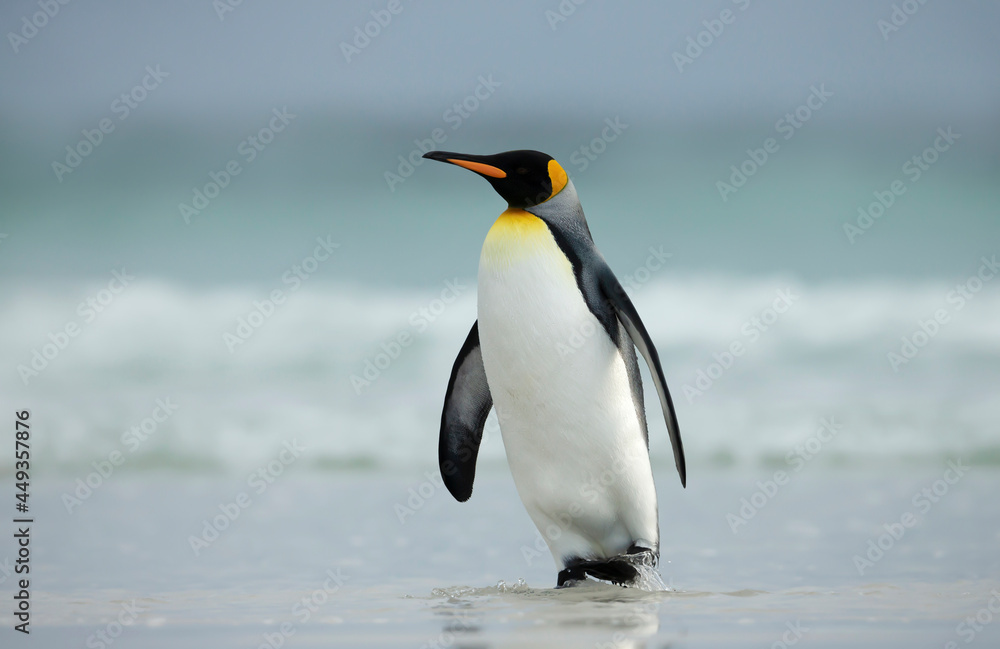 Fototapeta premium King penguin walking on a sandy beach