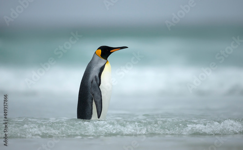 Close up of a King penguin standing in water