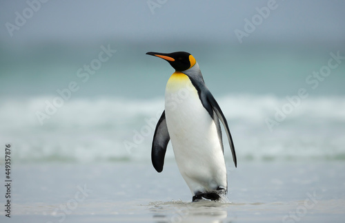 King penguin walking on a sandy beach