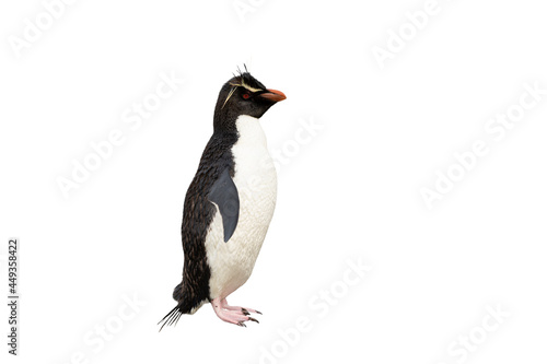 Southern rockhopper penguin against white clear background photo