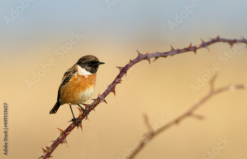 Close up of a perched European stonechat on a branch against colorful background photo