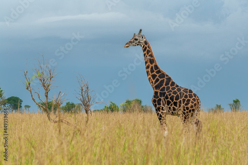 Giraffe Murchinson Falls National Park, Uganda.