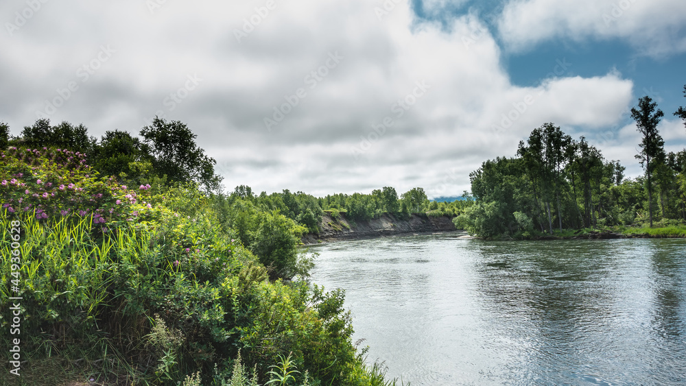 The river turns and disappears. Lush green vegetation and wildflowers on the shore. Cumulus clouds in a blue sky. Reflection on the shiny surface of the water. Kamchatka