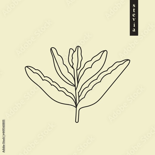 Stevia vector line or outline drawing. Herbal sweetener sugar substitute. Line logo illustration of superfood. Hand drawn graphic element or icon for label, emblem, poster, packaging design.