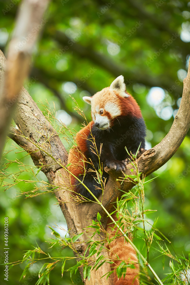 Fototapeta premium Red panda sit on a branch tree and looking down