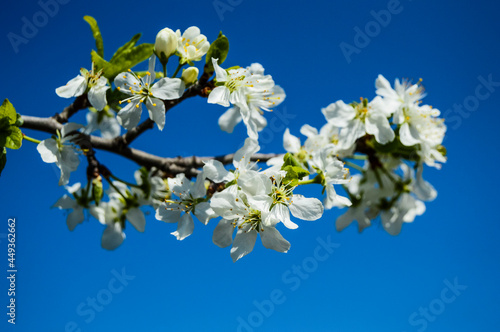 The apple tree is blooming. Caps of white and pink flowers, petals swirling in the fragrant air