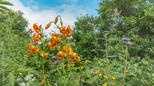 Bright colorful wildflowers among lush greenery. Orange saranka flowers on a blue sky background. Long stems, elegant curved petals. Close-up. Kamchatka photo