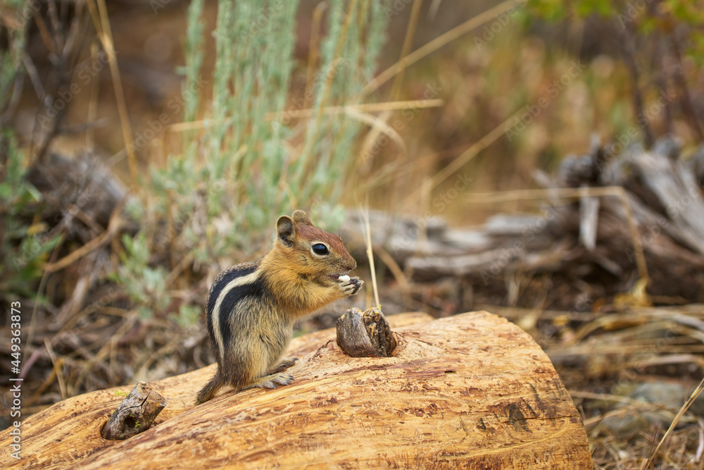 Obraz premium Golden-mantled ground squirrel eating when sitting on the wooden log.