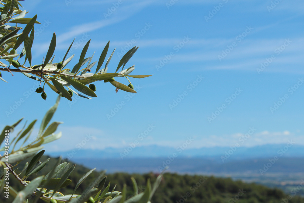 Obraz premium A peaceful landscape background of the French countryside in Provence with blue sky and green hills, with an olive tree branch with leaves and berries near Manosque city, small production of olive oil