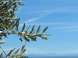 A peaceful landscape background of the French countryside in Provence with blue sky and green hills, with an olive tree branch with leaves and berries near Manosque city, small production of olive oil