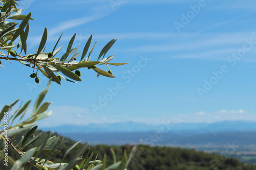 A peaceful landscape background of the French countryside in Provence with blue sky and green hills, with an olive tree branch with leaves and berries near Manosque city, small production of olive oil