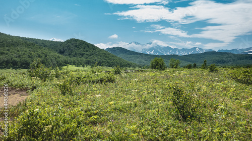 A green alpine meadow is surrounded by a mountain range. In the distance, against the background of the blue sky, conical snow-capped volcanoes are visible. A sunny summer day. Kamchatka