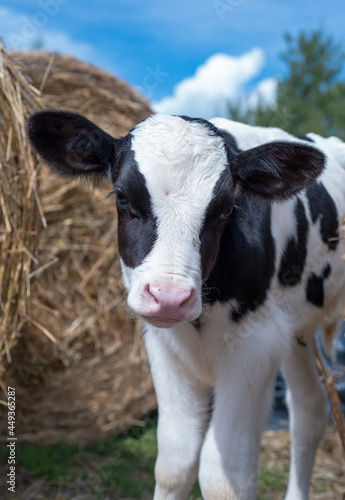 portrait of cute little calf   standing near  hay. nursery on a farm