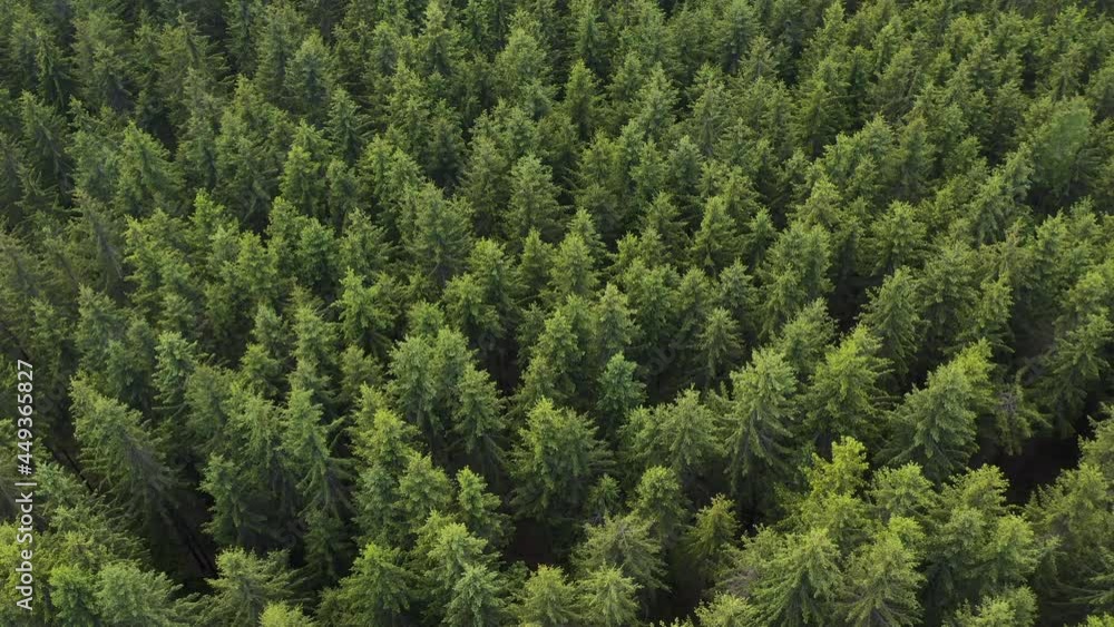 Birdseye of cinematic summer forest with tall evergreen fir trees. Aerial drone shot beautiful nature with wood background. Natural landscape. Birdseye of cinematic summer forest with tall evergreen fir trees. Aerial drone shot beautiful nature with wood background. Natural landscape.